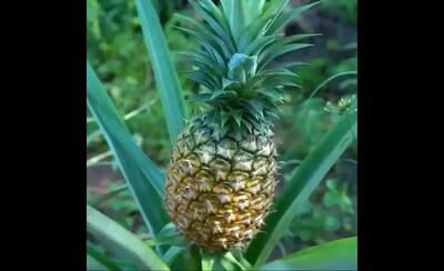  غذای محلی چین؛ طعم بی‌نظیر آناناس تازه در غذاهای روستایی (فیلم)