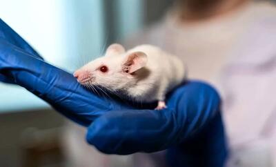  دانشمندان ژن انسان‌های منقرض شده را به موش انتقال دادند؛ نتیجه چه بود؟
