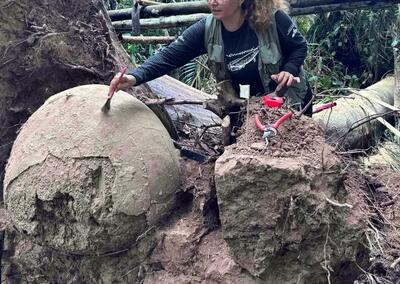  واژگون شدن یک درخت در جنگل آمازون «کوزه‌های باستانی» را از خاک بیرون کشید