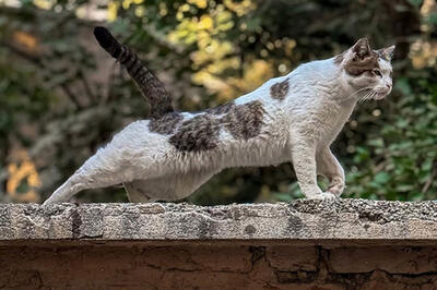 10 ساکن خاص تهران که مشغول پادشاهی هستند