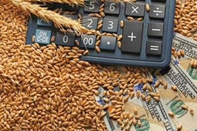قیمت خرید تضمینی گندم برای سال زراعی ۱۴۰۴-۱۴۰۵ ابلاغ شد
