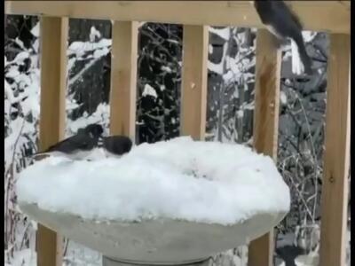  ببینید؛ حمله برق‌آسای سنجاب به یک پرنده