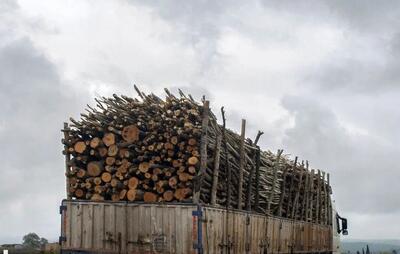  توقیف ۳۲ تن چوب قاچاق در زنجان