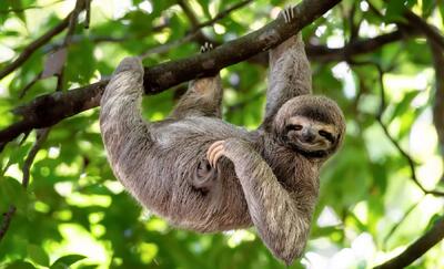  روز جهانی تنبل‌ها: وقتی کندی کلید بقاست