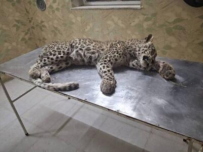  تلف شدن یک قلاده پلنگ بر اثر حمله سگ‌های گله