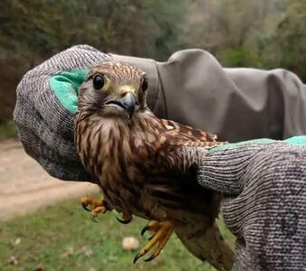  پرواز دوباره عقاب و دلیجه بر فراز آسمان ماسال