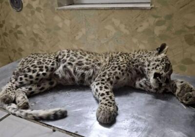  تلف‌ شدن یک پلنگ ایرانی در صالح‌ آباد توسط سگ‌های گله