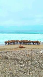  حمام شترها در آب‌های خلیج فارس، عمان  +فیلم