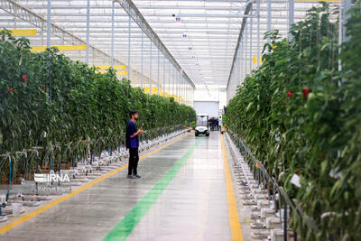  تولید سالانه ۴ میلیون تن محصول گلخانه‌ای/ گلخانه‌های مدرن ایران با اروپا برابری دارد
