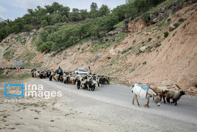  کوچ ایمن عشایر بر پهنه پرسخاوت لرستان