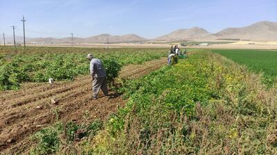  فصل کار و کوشش در دره‌شهر/ برداشت ۱۶ هزار تُن محصول پاییزه