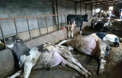  تلفات سریالی دام‌های سنگین بومی در روستاهای ساری؛ ماجرا چیست؟