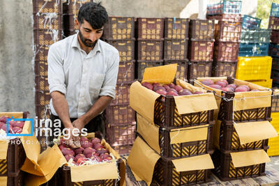  سیب مراغه محصولی با ۱۰۰ هزار میلیارد ریال گردش مالی