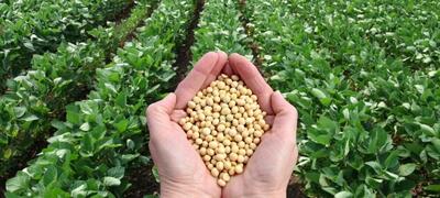  حرکت به سوی خودکفایی تولید بذر در سیستان و بلوچستان