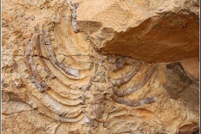  غار «سزار» و فسیل «برد کژدم» در مسیر ثبت ملی