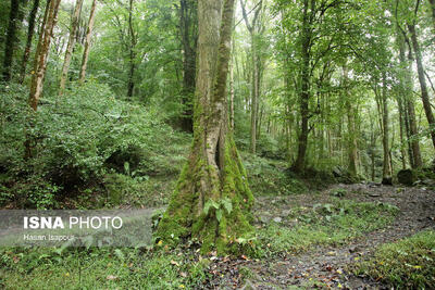  احیای فضاهای خالی عرصه های جنگلی گیلان با کمک ۹ نهالستان