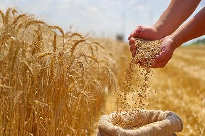 افزایش ۳ برابری بازدهی گندم با کمک یک ژن پنهان