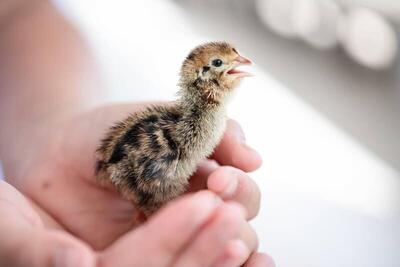  آموزش جوجه کشی از بلدرچین در خانه / پرورش تا فروش