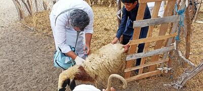  اجرای فاز نخست واکسیناسیون تب برفکی در دام‌های سیستان و بلوچستان