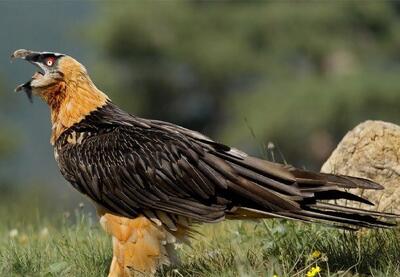  ثبت نخستین زادآوری پرنده هما در منطقه حفاظت‌شده قیصری