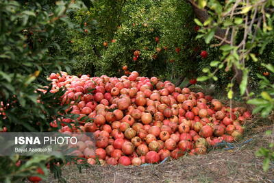  ایجاد صنایع تبدیلی و برندسازی برای انار کوهدشت ضروری است