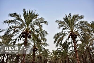  تداوم کاشت نخل مثمر و گونه‌های بومی در اهواز/ لزوم تکمیل کمربند سبز برای کاهش جزیره گرمایی شهر