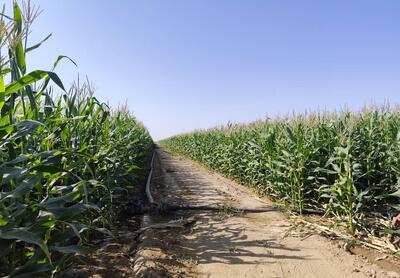  صرفه‌جویی ۲۰ هزار مترمکعب آب با یک روش نوین آبیاری در مه‌ولات