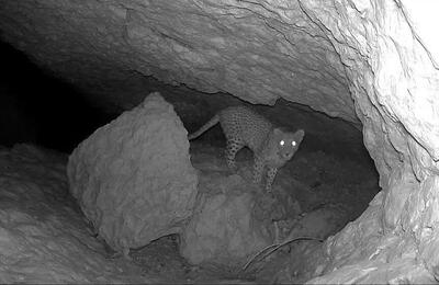  سرشماری سراسری پستانداران شاخص در مناطق حفاظت شده فارس آغاز شد