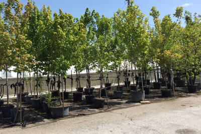  تولید بیش از ۲۰ هزار اصله نهال در نهالستان بهار