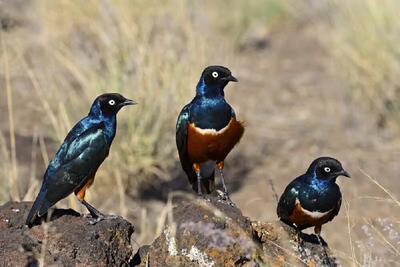  آغاز پایش زیستگاه‌های پرندگان در سیستان و بلوچستان