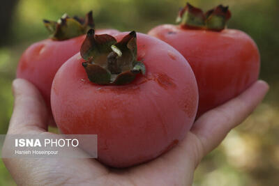  آغاز برداشت ۷ تُن خرمالو از باغات قزوین