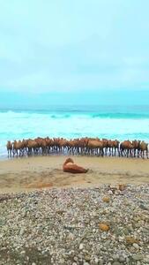  حمام شترها در آب‌های خلیج فارس