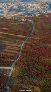  بزرگترین باغ زرشک جهان اینجاست!