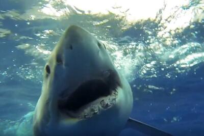  چرا کوسه‌ها استخوان ندارند؟