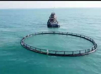  هشدار نسبت به کاهش ذخایر دریایی و لزوم احیای زیستگاه‌ها