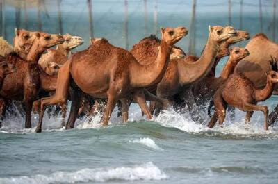  ببینید | حمام شترها در آب‌های خلیج فارس