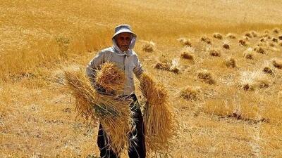   جزئیات بیمه گندم کشاورزان اعلام شد