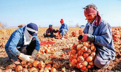  آغاز کشت پیاز قرمز در سرخه