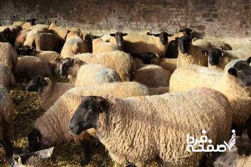 قیمت دام زنده امروز ۲۹ مهر ۱۴۰۴ / گوسفند زنده باز هم گران شد+ جدول