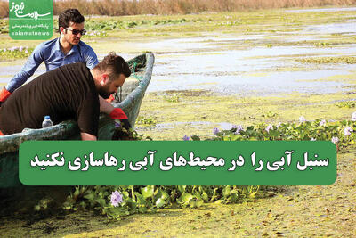  سنبل آبی را  در محیط‌های آبی رهاسازی نکنید