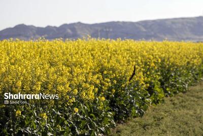 پیش‌بینی افزایش سطح کشت کلزا تا ۳۲۰۰ هکتار در خراسان رضوی