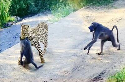  شاهکار حیات وحش؛ استقامت ستودنی میمون ها برای شرحه نشدن برادرشان ناکام ماند