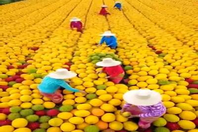  کشاورزی نوین؛ مزرعه انبه زدن انقد بار داده غرقن توشون مثه استخر توپ میمونه فرو میرن