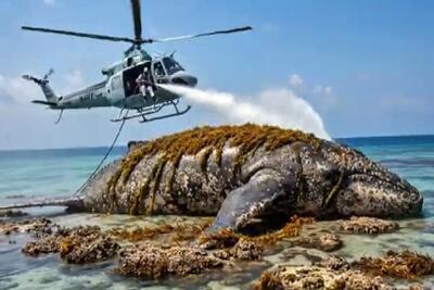  مستند کاوش؛ کارواش نهنگ عظیم الجثه گیر کرده در ساحل با ابزار مخصوص توسط نیروی انسانی