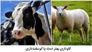 نرخ روز دام زنده در بازار؛ سه‌شنبه ۲۹ مهر ۱۴۰۴