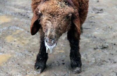  احتمال بروز تب برفکی در یزد در دست بررسی است