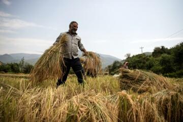  کشاورزان روستای  کلات دشمن‌زیاری  کهگیلویه موفق به برداشت برنج شدند