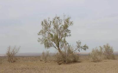  ساماندهی ۲ هزار هکتار از اراضی سراجه برای کاهش گرد و غبار