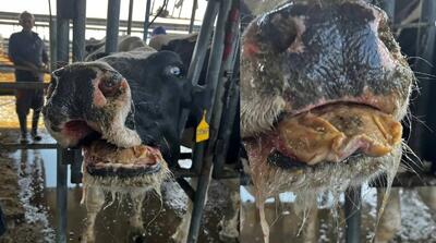  تصاویر وحشتناک از مرگ گروهی گاوهای ایران بر اثر بیماری مرموز