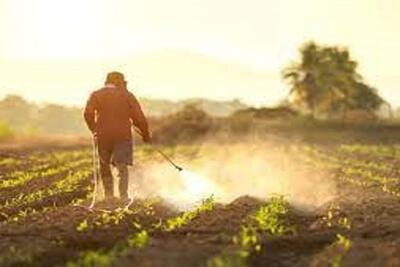  فاجعه خاموش در مزارع کشور/ بازی خطرناک وزارت جهاد با آفت کش‌ها!